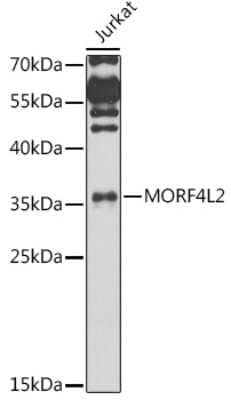 Western Blot: MORF4L2 Antibody [NBP3-03921] - Western blot analysis of extracts of Jurkat cells, using MORF4L2 antibody (NBP3-03921) at 1:1000 dilution. Secondary antibody: HRP Goat Anti-Rabbit IgG (H+L) at 1:10000 dilution. Lysates/proteins: 25ug per lane. Blocking buffer: 3% nonfat dry milk in TBST. Detection: ECL Enhanced Kit. Exposure time: 30s.